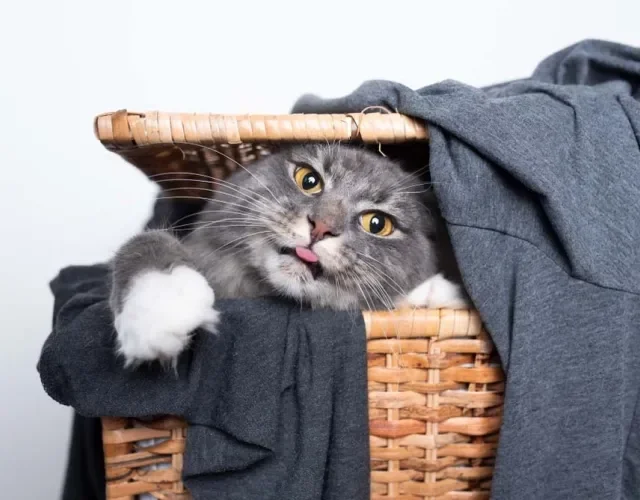 O Maine Coon é conhecido por ser um gato brincalhão e divertido