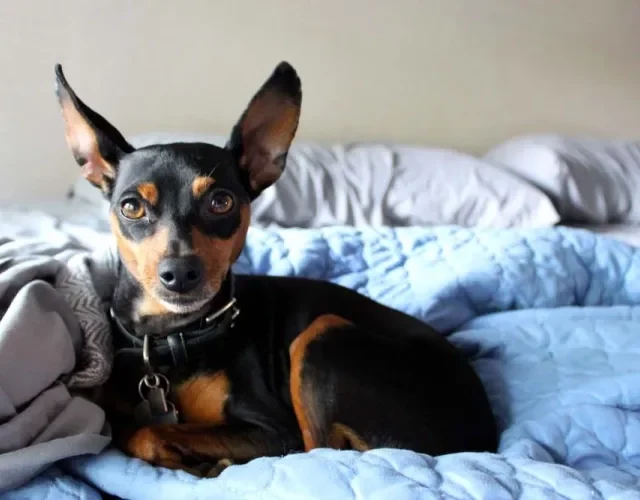 O cachorro da raça Pinscher se adapta muito bem a qualquer lugar, especialmente apartamentos