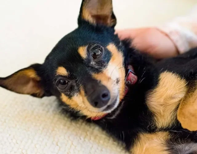 O Pinscher miniatura é o maior tipo dessa raça de cachorro