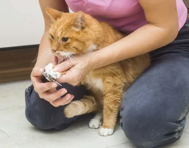 Quando for cortar unha de gato, procure um lugar em que você e o seu pet se sintam confortáveis