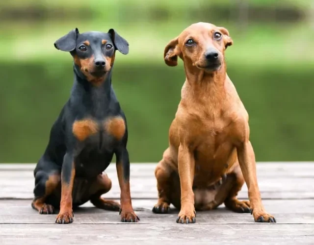 Pinscher: cachorro pode ter as cores marrom, avermelhado e preto