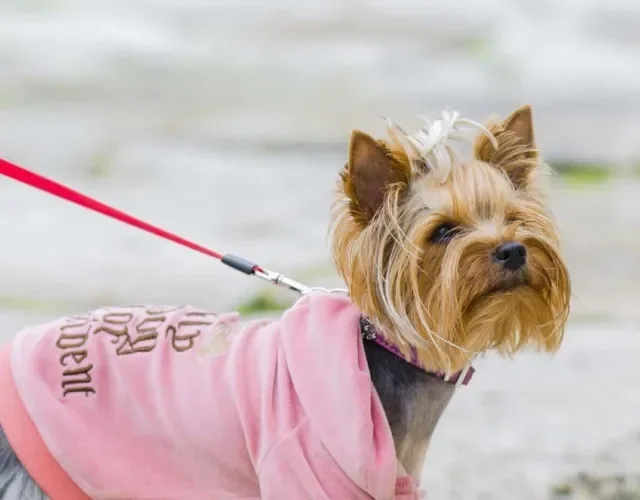 Procurando acessórios para cachorro pequeno? Uma camiseta colorida pode fazer total diferença! Procurando acessórios para cachorro pequeno? Uma camiseta colorida pode fazer total diferença!