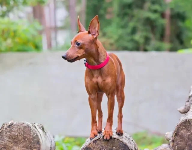 Pinscher marrom em cima de pedra