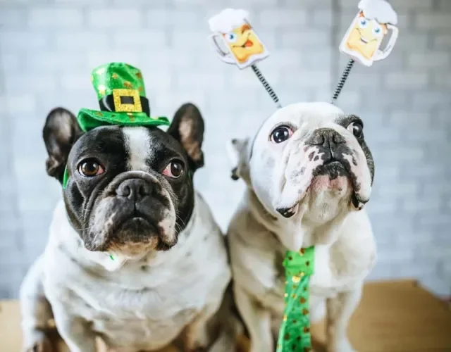 Acessórios de cachorro: chapéu, arco e gravata de cachorro podem ajudar seu cãozinho a se fantasiar Acessórios de cachorro: chapéu, arco e gravata de cachorro podem ajudar seu cãozinho a se fantasiar