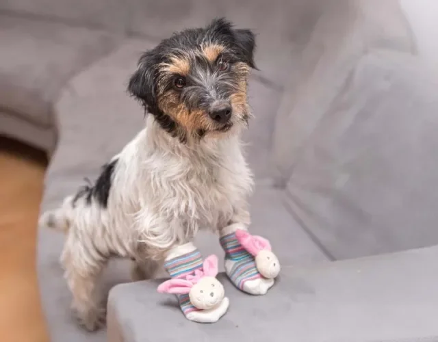 Sapato para cachorro é uma ótima maneira de proteger as patinhas do seu amigo do asfalto quente nos passeios Sapato para cachorro é uma ótima maneira de proteger as patinhas do seu amigo do asfalto quente nos passeios