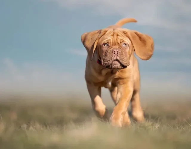 O cão Boerboel ama correr e brincar e, por isso, precisa de um ambiente grande e espaçoso para se movimentar