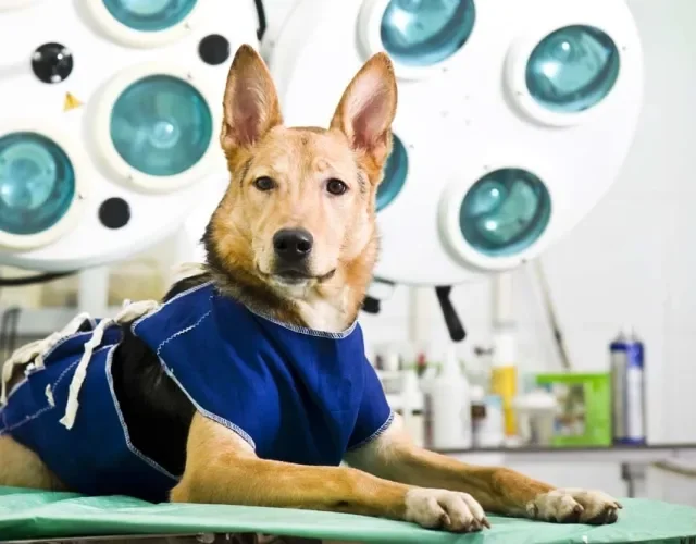A castração de cachorro é a melhor forma de prevenir a neoplasia testicular canina