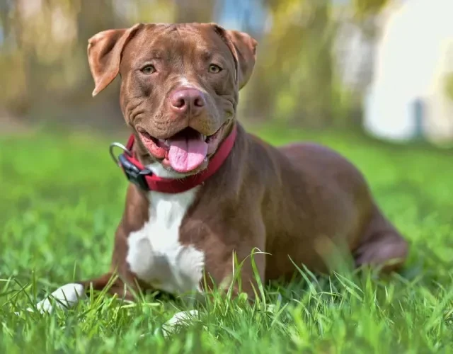 O Pitbull com a cor de pelagem de cachorro marrom é um dos mais populares