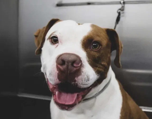 O Pitbull também pode ser bicolor e combinar mais de um tom pelo corpo