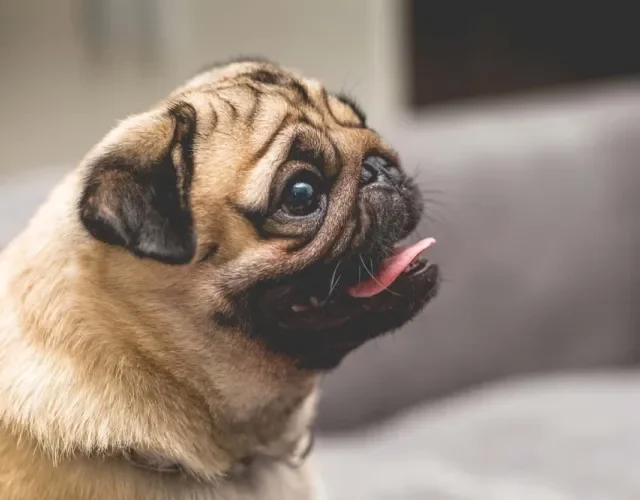 Mas o Pug também pode vir na cor abricot, que é uma derivação do fulvo mais alaranjada