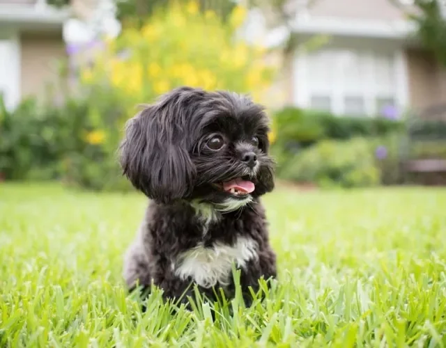 O Shih Tzu pode ter a cor de pelagem de cachorro totalmente preta