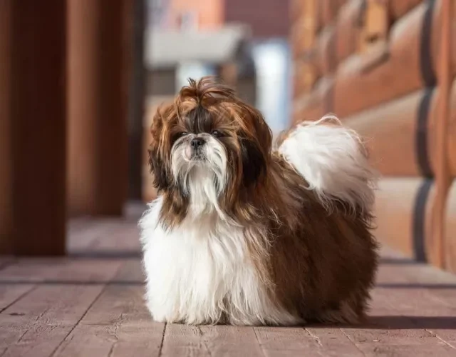 O cO cachorro Shih Tzu com a cor de pelo marrom é mais raro