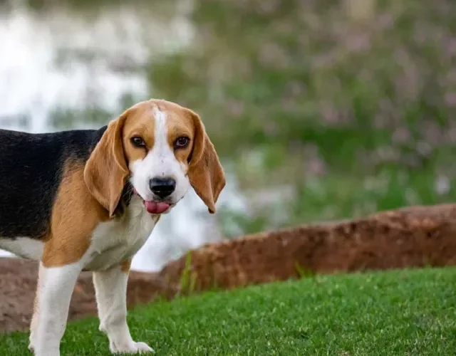 O Beagle, geralmente, é tricolor e apresenta as cores de cachorro branco, preto e bege