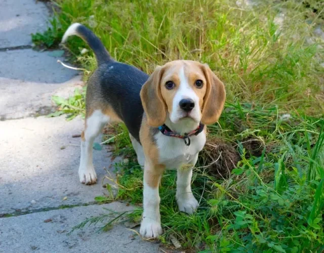 A cor de pelagem de cachorro Beagle, em alguns casos, se assemelha também a um tom de azul escuro