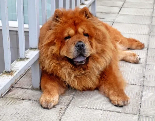 O clássico Chow Chow tem uma cor de pelagem de cachorro bem avermelhada