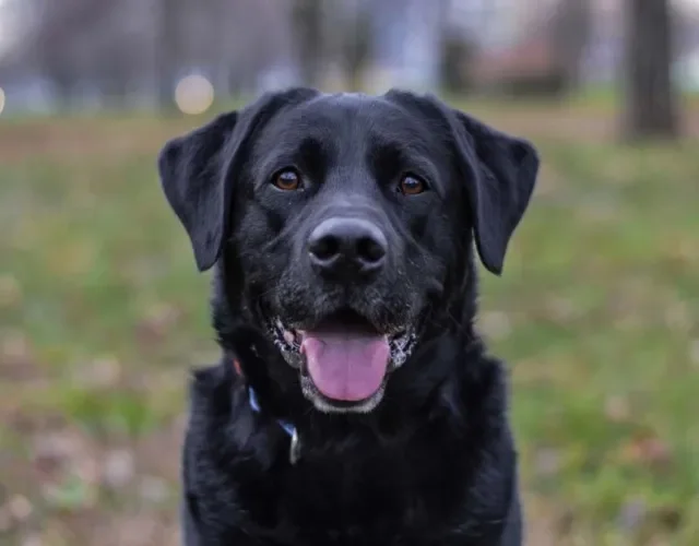 Também temos o Labrador com a cor de pelagem de cachorro preta
