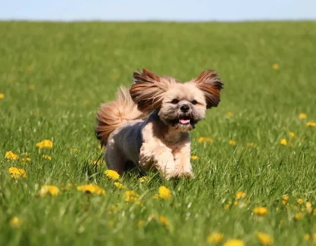 Outra cor de pelagem de cachorro Lhasa Apso é o marrom claro