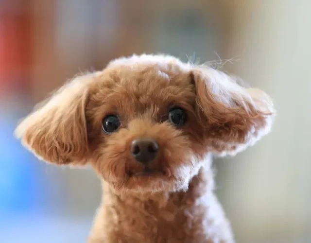 Tons de vermelho são outras cores que também podem surgir no cachorro Poodle