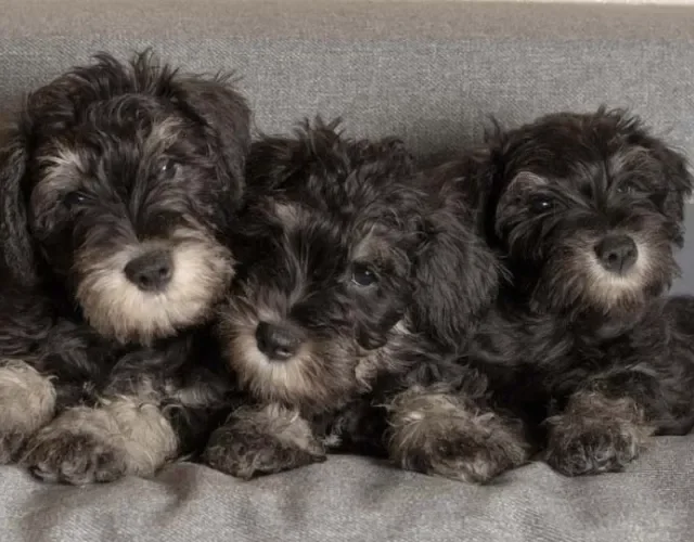O Schnauzer com as cores de cachorro preta e cinza também é uma opção