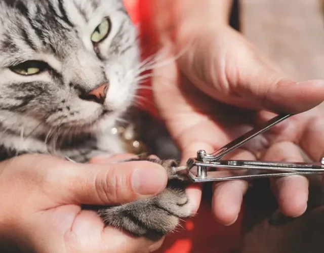 Cortadores de unha de uso humano podem funcionar mas o ideal é ter ferramentas específicas para as unhas dos gatos