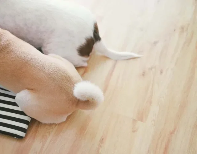 Existem diferentes tipos de rabo de cachorro