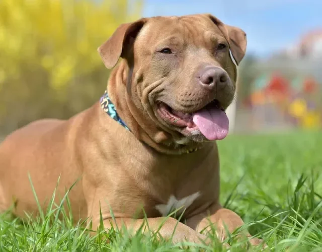 O corte de orelha de cachorro é bem comum na raça Pitbull