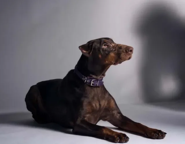 Imagem de um Dogue Alemão depois do corte de orelha de cachorro