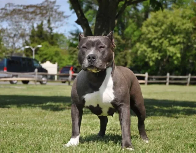 É assim que o American Bully depois de ter as orelhas cortadas