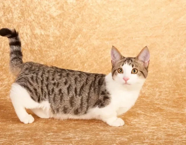 O corpo do Munchkin tem um formato bem diferente de outros felinos