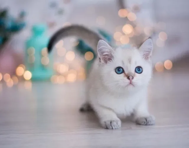 O Munchkin é uma raça única. Portanto, versões de outras raças de gatos com as patas curtinhas não são reconhecidas