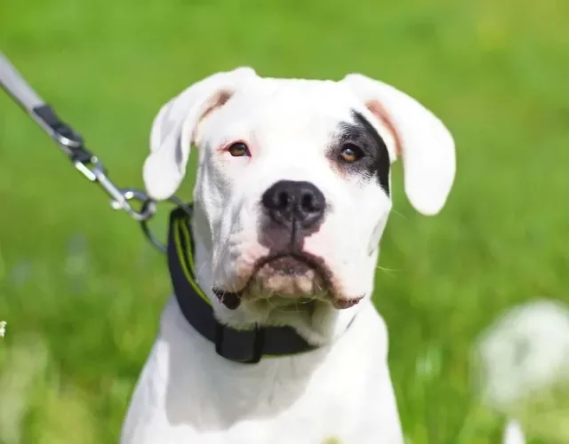 Dogo Argentino com mancha preta no olho
