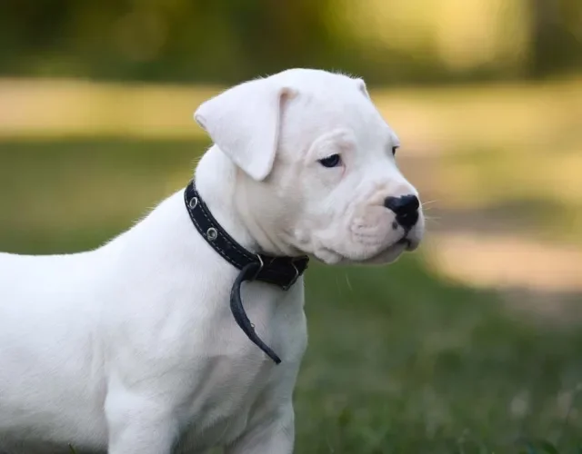 Dogo Argentino filhote