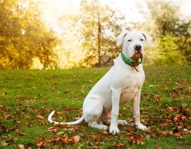 Dogo Argentino sentado em parque
