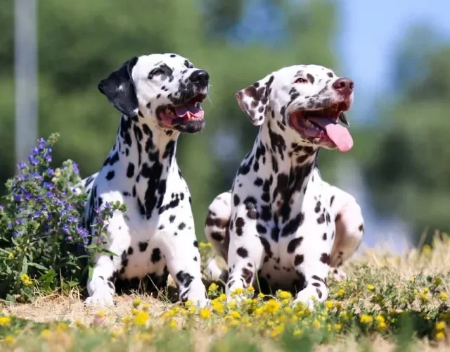 O cachorro Dálmata pode apresentar manchas pretas ou marrons