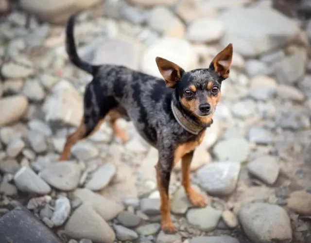Pinscher tigrado de pé