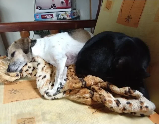 A Marrie (cachorra) e a Maria (gata) têm os nomes parecidos e são super amiguinhas!