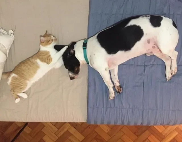 Haja coração para essa fofura do Bruce (cachorro) e o Gatinho juntos!