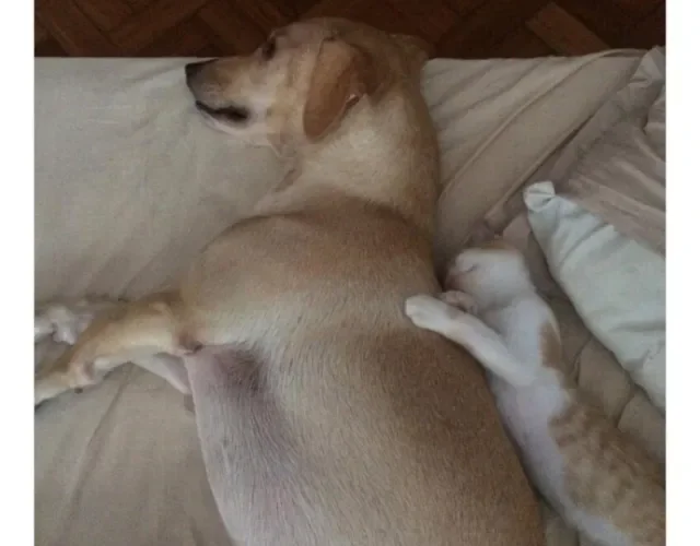 O Gatinho adora uma conchinha com o Rico. Muito fofos, né?