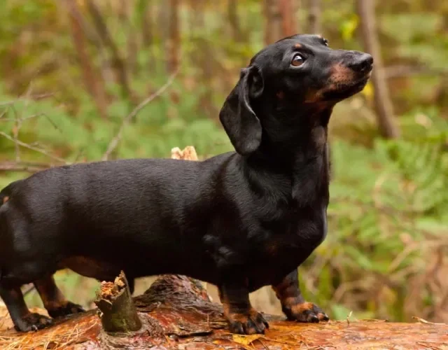 Corpo alongado do Dachshund e patas curtas favorecem problemas na coluna
