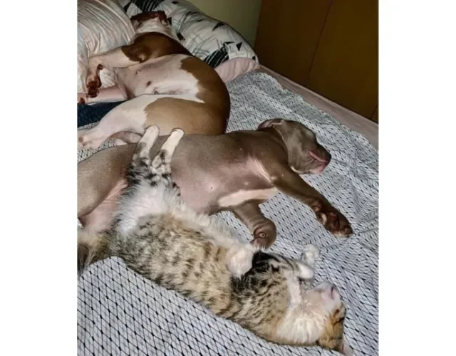 A Panqueca (gata) fica totalmente à vontade com seus amiguinhos, Tequila e Whisky, para dormir