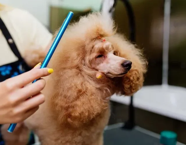 Tosa para Poodle: o corte Kennel é bastante tradicional na raça