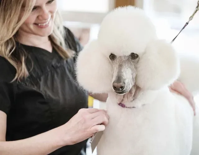 Tosa: Poodle com o corte leão é bem ousado e muito encontrado em concursos e exposições de cachorro