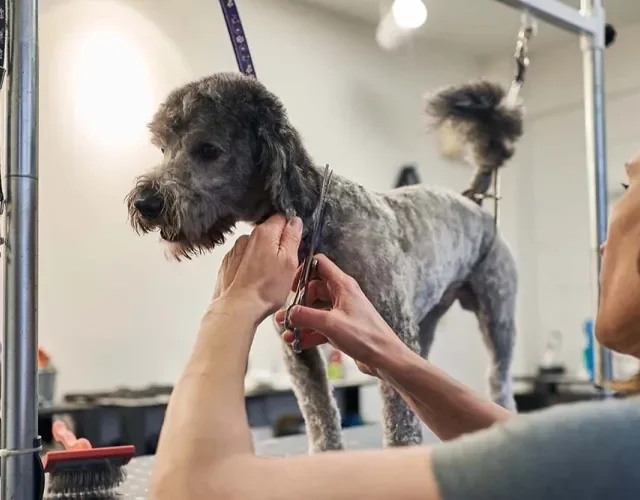 Tosa de Poodle para o verão: o corte deixa a pelagem do animal bem curtinha