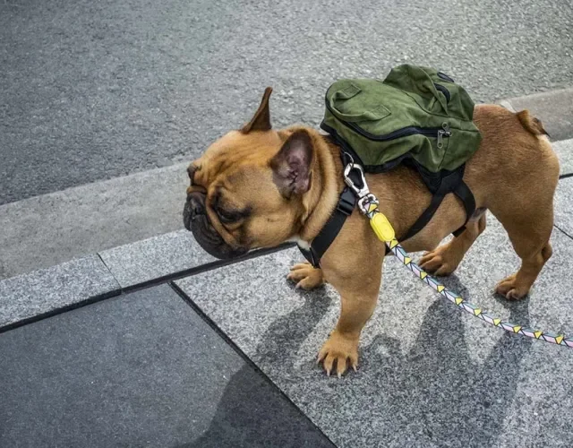 A mochila para cachorro alia fofura e praticidade, mas atenção com o peso. O acessório precisa ficar confortável!