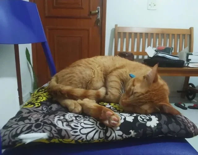 O Freud é o próprio Garfield: adora dormir, comer e se espreguiçar!