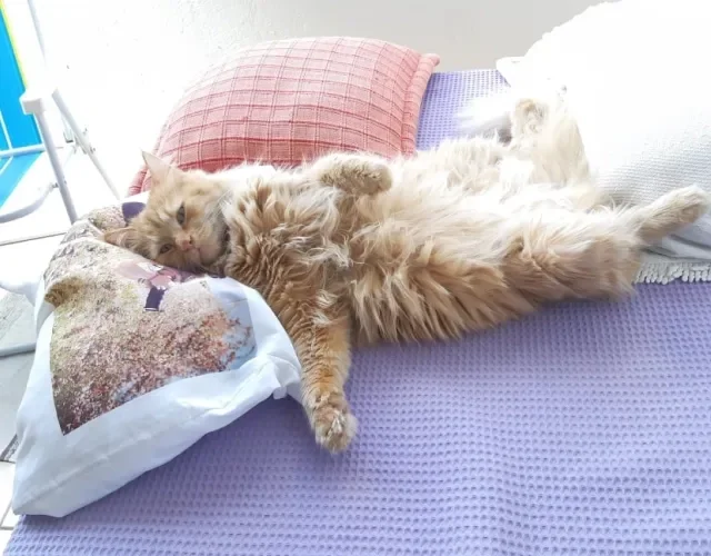 O Miau gosta mesmo é de se esparramar em qualquer lugar!