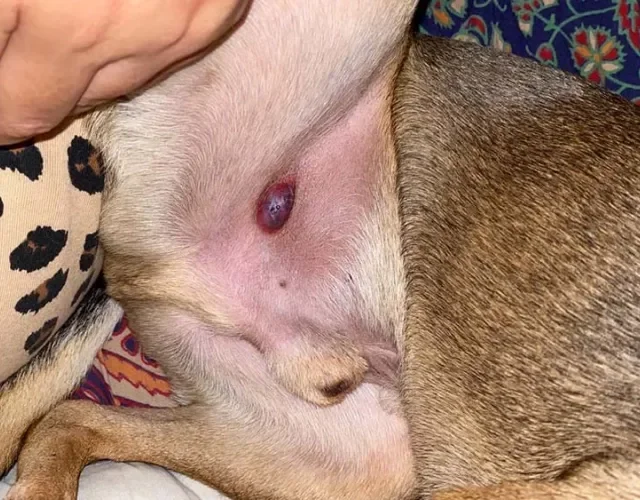 O granuloma de corpo estranho é uma condição rara que ocorre após a cirurgia de castração