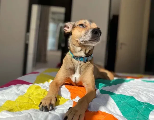 Castração de cachorro: depois de um tempo, o Sereninho teve um granuloma de corpo estranho
