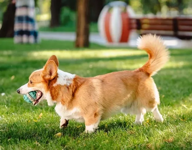 O Welsh Corgi Cardigan é o mais raro dos tipos