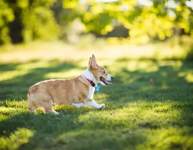 Já o Welsh Corgi Pembroke é o tipo mais comum e popular, caracterizado pelo rabinho curto